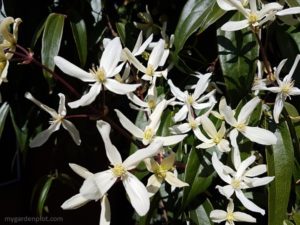 The evergreen clematis C. armandii is also known as the Armand clematis (photo by My Garden Plot)