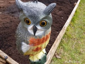 Our owl looking over the new raised vegetable beds (photo by My Garden Plot)