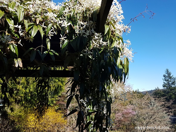 How To Grow And Prune evergreen clematis C armandii