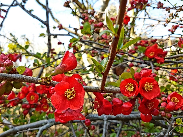 Flowering Quince Popular Early-flowering Shrub. Also known as either the Japanese quince or Maule's quince (photo by My Garden Plot)