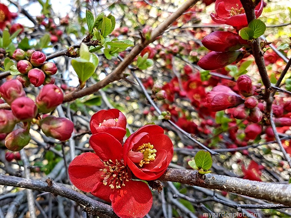 Clusters of flowers from the Chaenomeles japonica (photo by My Garden Plot)
