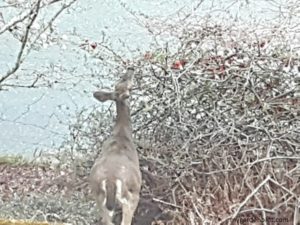 Deer eating flowering quince (photo by My Garden Plot)