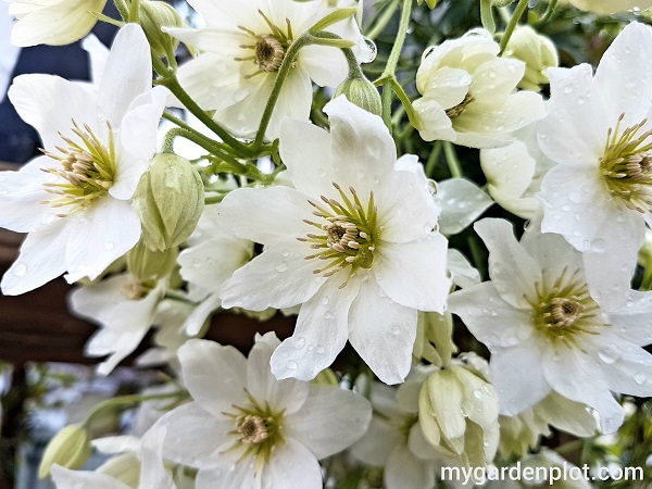 How to grow and prune Evergreen Clematis × cartmanii Joe - Cartman Joe (photo by Rosana Brien / My Garden Plot)