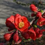 Flowering Quince