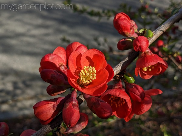 You are currently viewing Flowering Quince