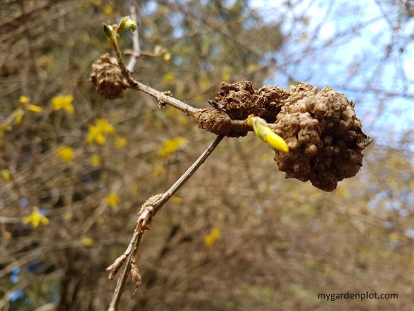 Forsythia Stem Gall (photo by My Garden Plot)