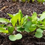 Arugula Also Known As Rocket