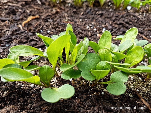 You are currently viewing Arugula Also Known As Rocket