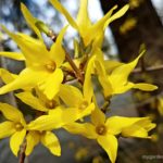 Forsythia Shrub