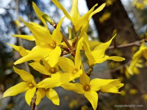 Forsythia Flowering Deciduous Shrub - How To Grow And Care For Forsythia Shrubs | When And How To Prune Forsythia