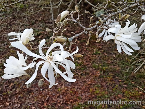 Magnolia Stellata (photo by My Garden Plot)