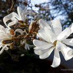 Star Magnolia Spring Flowering Small Tree - Learn How To Plant, Grow And Care For A Star Magnolia | When And How To Prune Star Magnolia