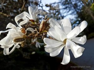 Read more about the article Star Magnolia