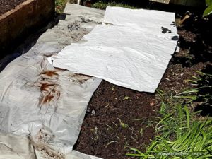 Paper Mulch Layering In Garden Bed (photo by My Garden Plot)