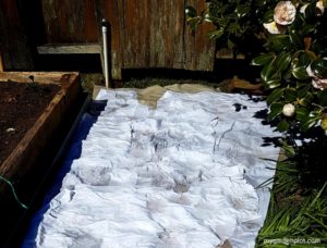 Soaked Paper Mulch Layering (photo by My Garden Plot)