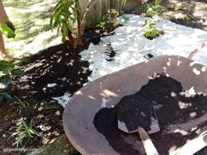 Paper Mulch Layering Around Established Plants (photo by My Garden Plot)