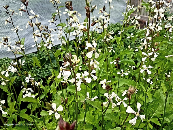 Arugula / Rocket Flowers (photo by Rosana Brien / My Garden Plot)