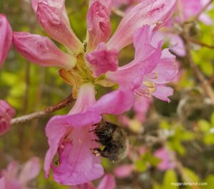 Good And Bad Bugs In The Garden (Pests And Beneficial Insects) Mason Bee on Azaleas
