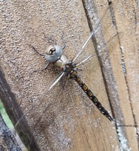Blue-Eyed Darner Dragonfly (photo by My Garden Plot)