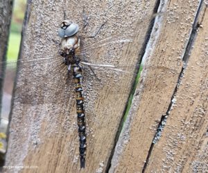 Good And Bad Bugs In The Garden: Pests And Beneficial Insects | Blue Eyed Darner Dragonfly