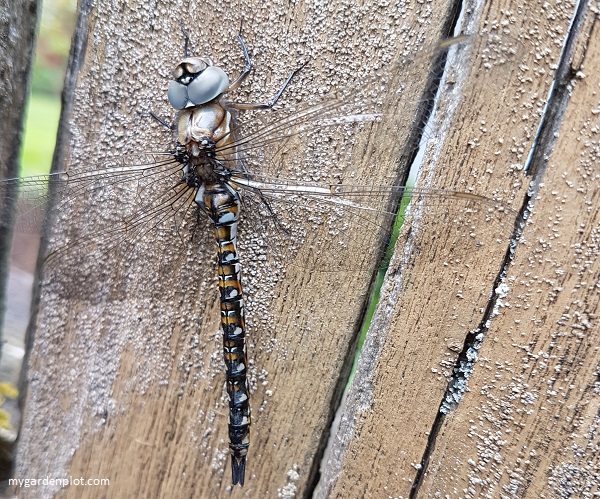 You are currently viewing Good And Bad Bugs In The Garden