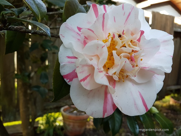 Camellia japonica (Candy Cane) photo by My Garden Plot