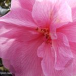 Camellia Flowering Evergreen Shrub