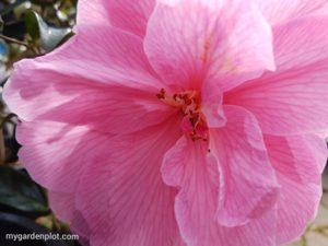 Read more about the article Camellia Flowering Evergreen Shrub