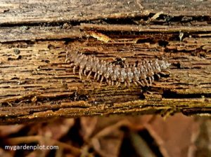 Good And Bad Bugs In The Garden (Pests And Beneficial Insects) Centipede