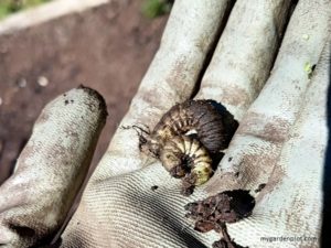 Good And Bad Bugs In The Garden (Pests And Beneficial Insects) Cutworms, caterpillars