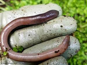 Garden worm (photo by My Garden Plot)