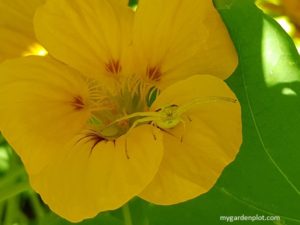 Goldenrod Crab Spider - Misumena vatia (photo by Rosana Brien / My Garden Plot)