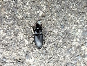 Big Dingy Ground Beetle (photo by My Garden Plot)