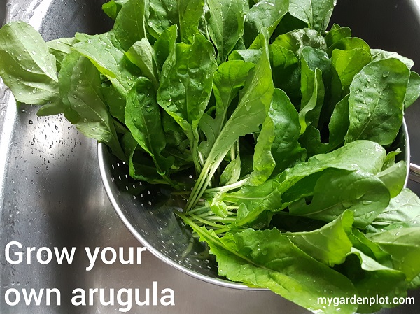 Freshly Harvested Arugula (photo by My Garden Plot)