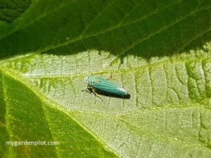 leafhopper - Graphocephala atropunctata (photo by My Garden Plot)