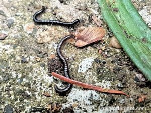 Millipedes (photo by My Garden Plot)