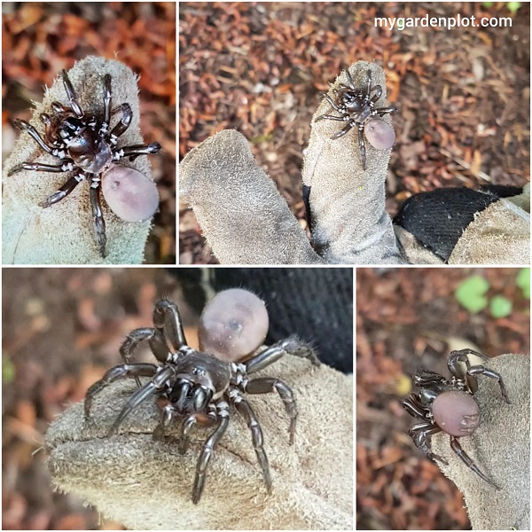Pacific Folding Door Spider - Antrodiaetus pacificus (photo by Rosana Brien / My Garden Plot)