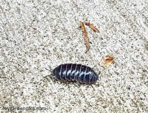 Pillbug (photo by My Garden Plot)