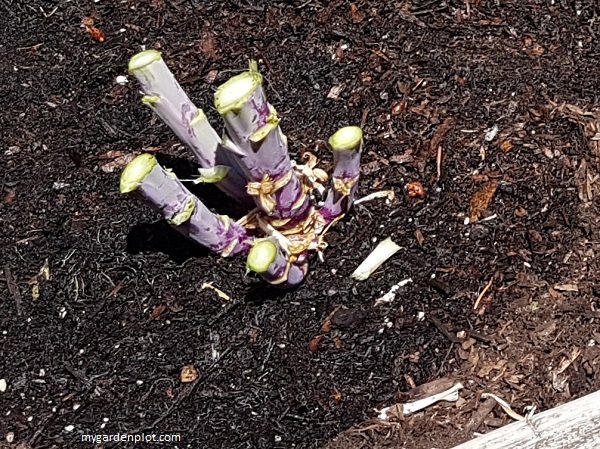 Pruned Kale (photo by Rosana Brien / My Garden Plot)