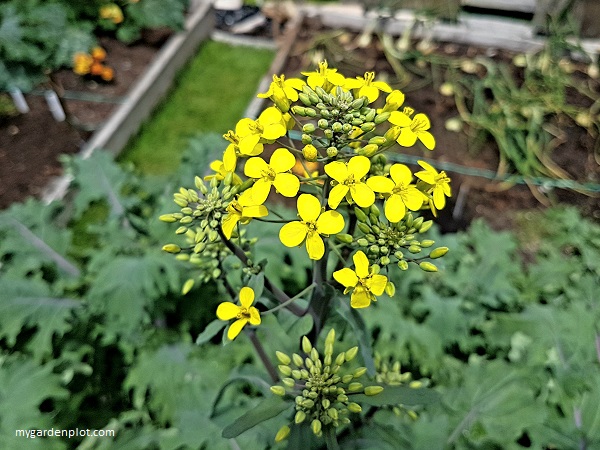 Red Russian Kale Flowers (photo by Rosana Brien / My Garden Plot)