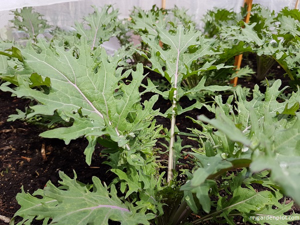 Red Russian Kale (photo by My Garden Plot)