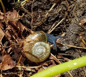 Snail (photo by My Garden Plot)