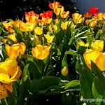 Tulip Bulbs and Flowers
