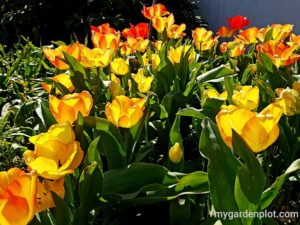 Read more about the article Tulip Bulbs and Flowers