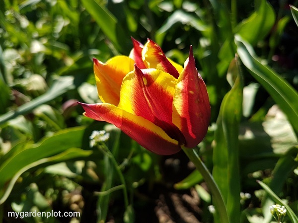 Tulip Flower (photo by My Garden Plot)