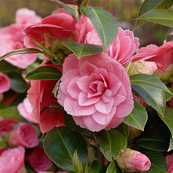 Where To Plant And How To Grow And Care For Camellias