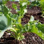 Easy To Grow Kale
