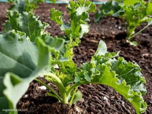 Read more about the article Easy To Grow Kale