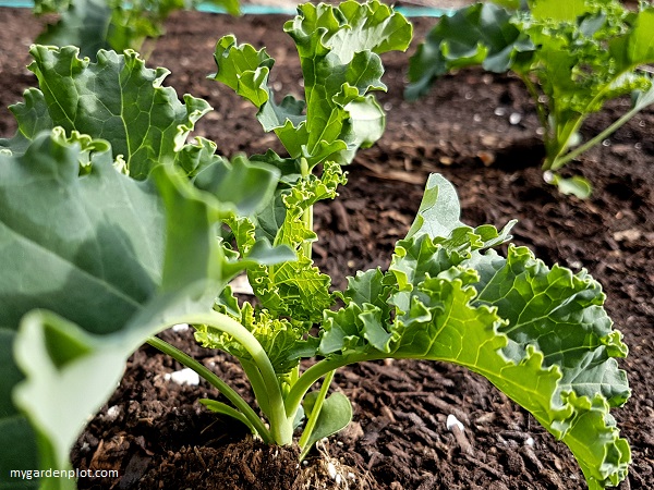 You are currently viewing Easy To Grow Kale