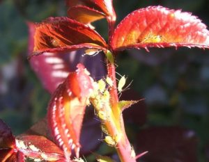 Good And Bad Bugs In The Garden (Pests And Beneficial Insects) Aphids (photo by Adrian van Leen)